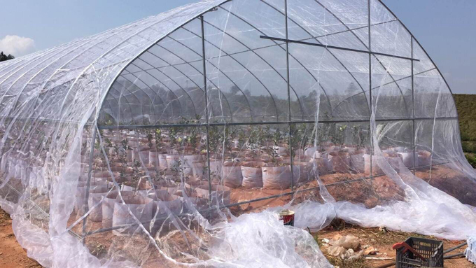 臍橙防蟲網實景拍攝